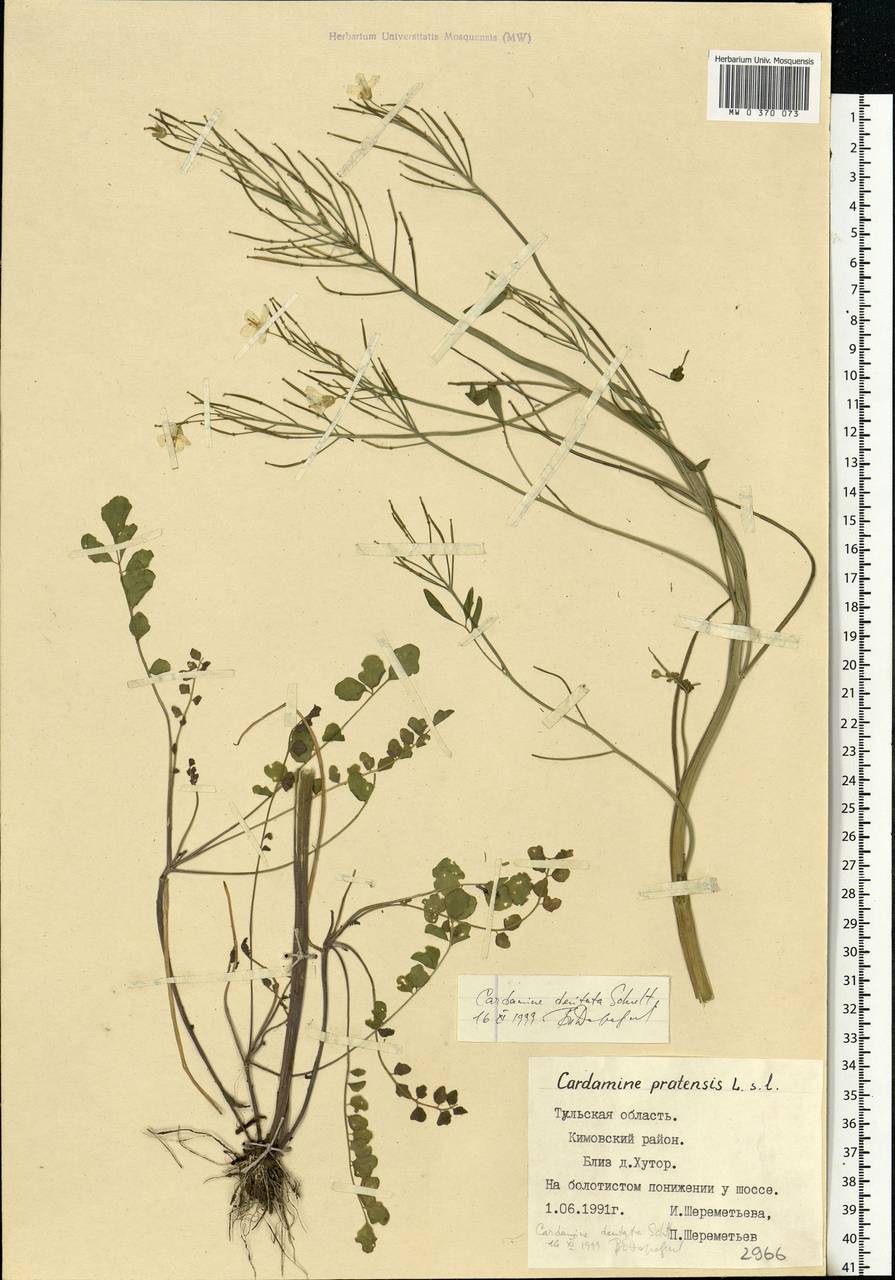 Cardamine pratensis subsp. dentata (Schult.) Čelak., Eastern Europe, Central region (E4) (Russia)