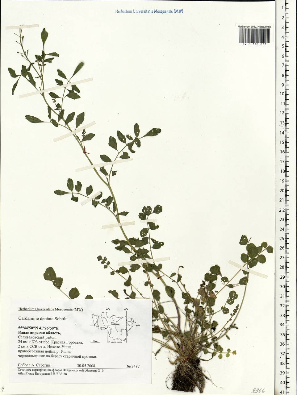 Cardamine pratensis subsp. dentata (Schult.) Celak., Eastern Europe, Central region (E4) (Russia)