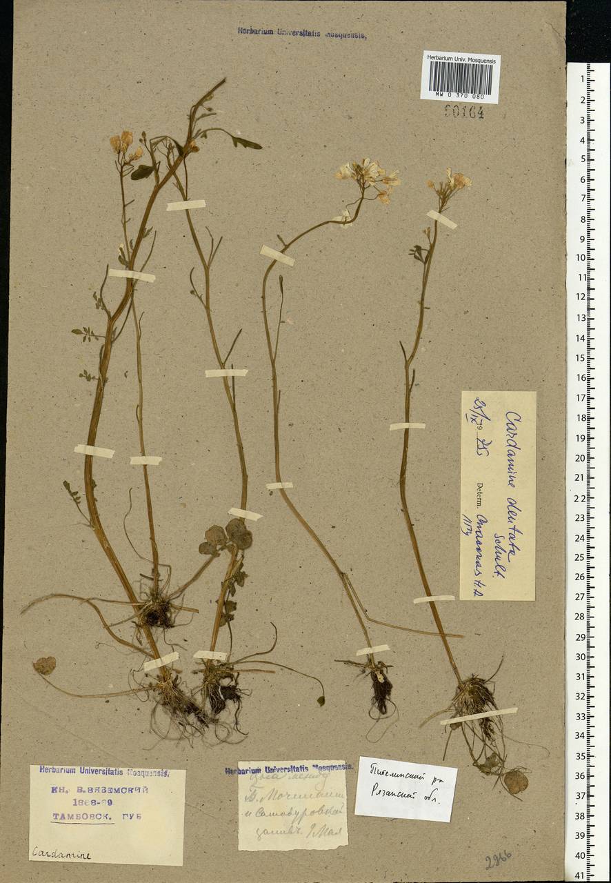 Cardamine pratensis subsp. dentata (Schult.) Čelak., Eastern Europe, Central region (E4) (Russia)