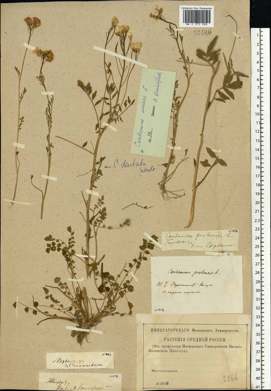 Cardamine pratensis subsp. dentata (Schult.) Celak., Eastern Europe, Central region (E4) (Russia)