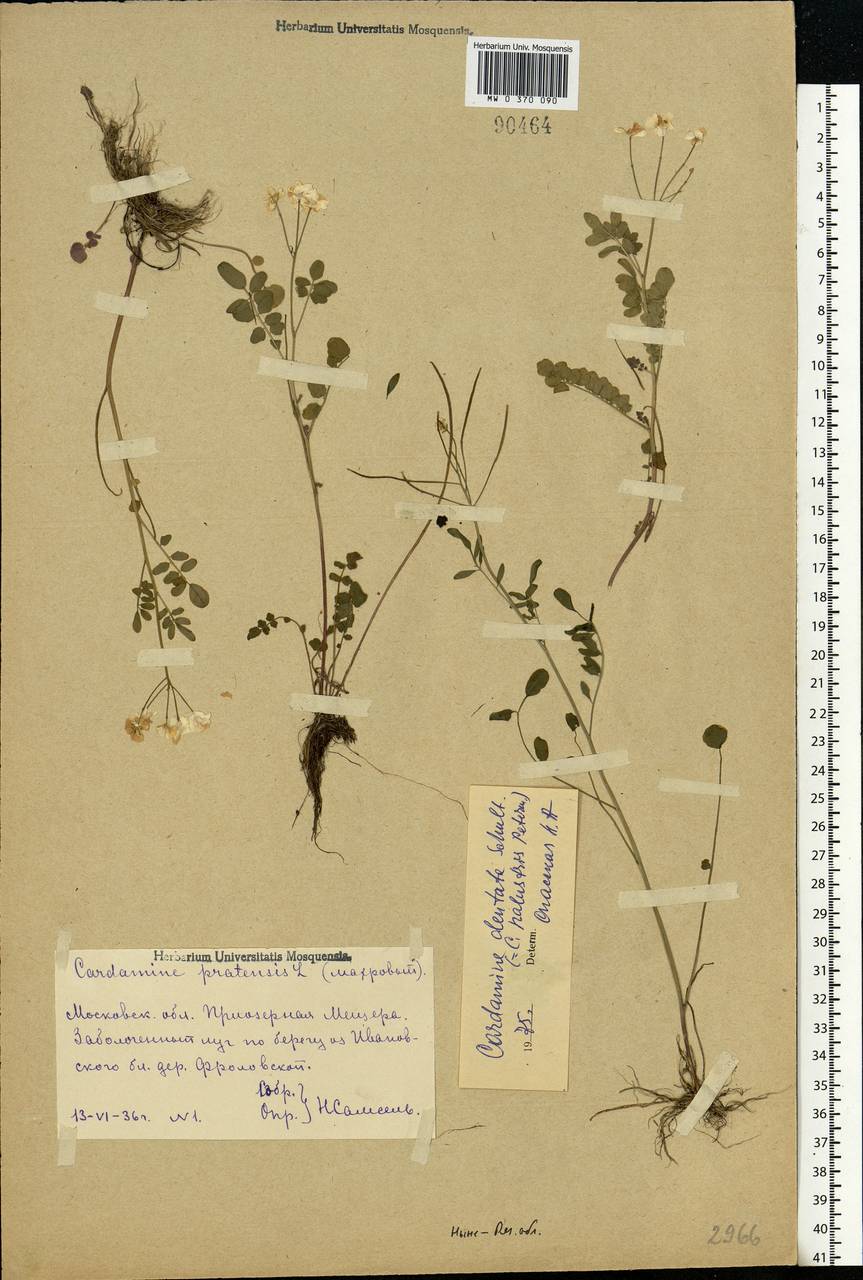 Cardamine pratensis subsp. dentata (Schult.) Čelak., Eastern Europe, Central region (E4) (Russia)