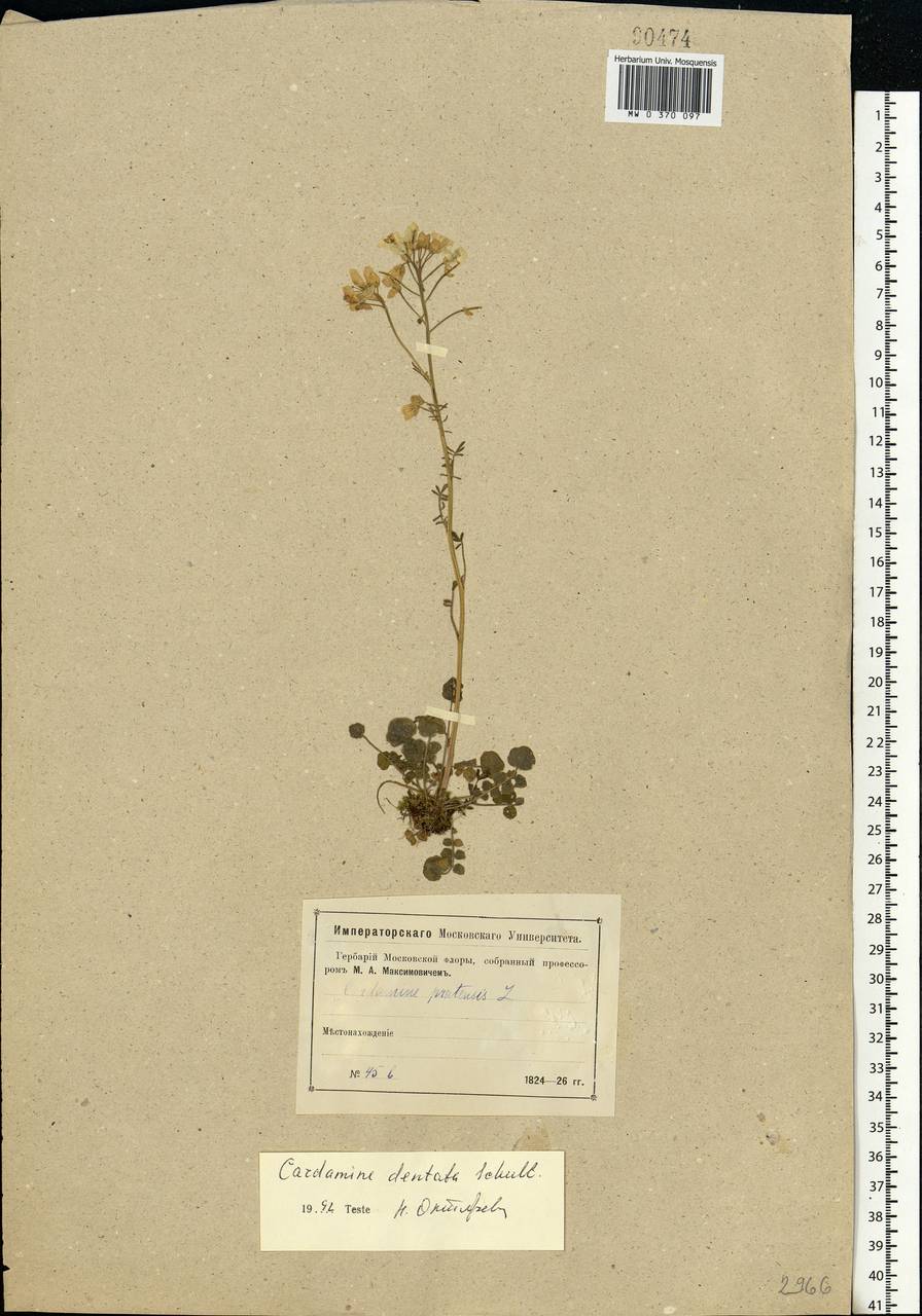 Cardamine pratensis subsp. dentata (Schult.) Celak., Eastern Europe, Moscow region (E4a) (Russia)