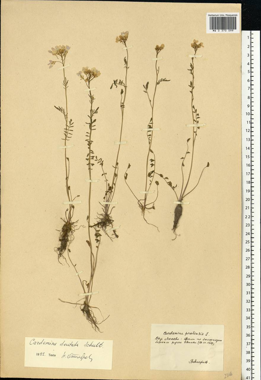 Cardamine pratensis subsp. dentata (Schult.) Čelak., Eastern Europe, Moscow region (E4a) (Russia)