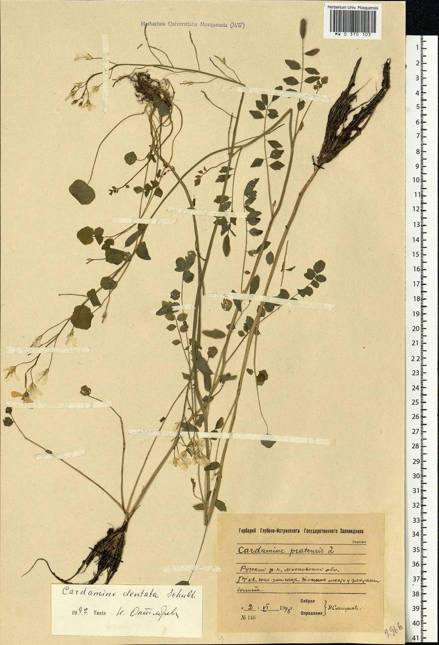 Cardamine pratensis subsp. dentata (Schult.) Čelak., Eastern Europe, Moscow region (E4a) (Russia)