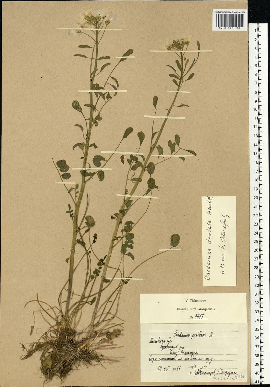 Cardamine pratensis subsp. dentata (Schult.) Čelak., Eastern Europe, Moscow region (E4a) (Russia)