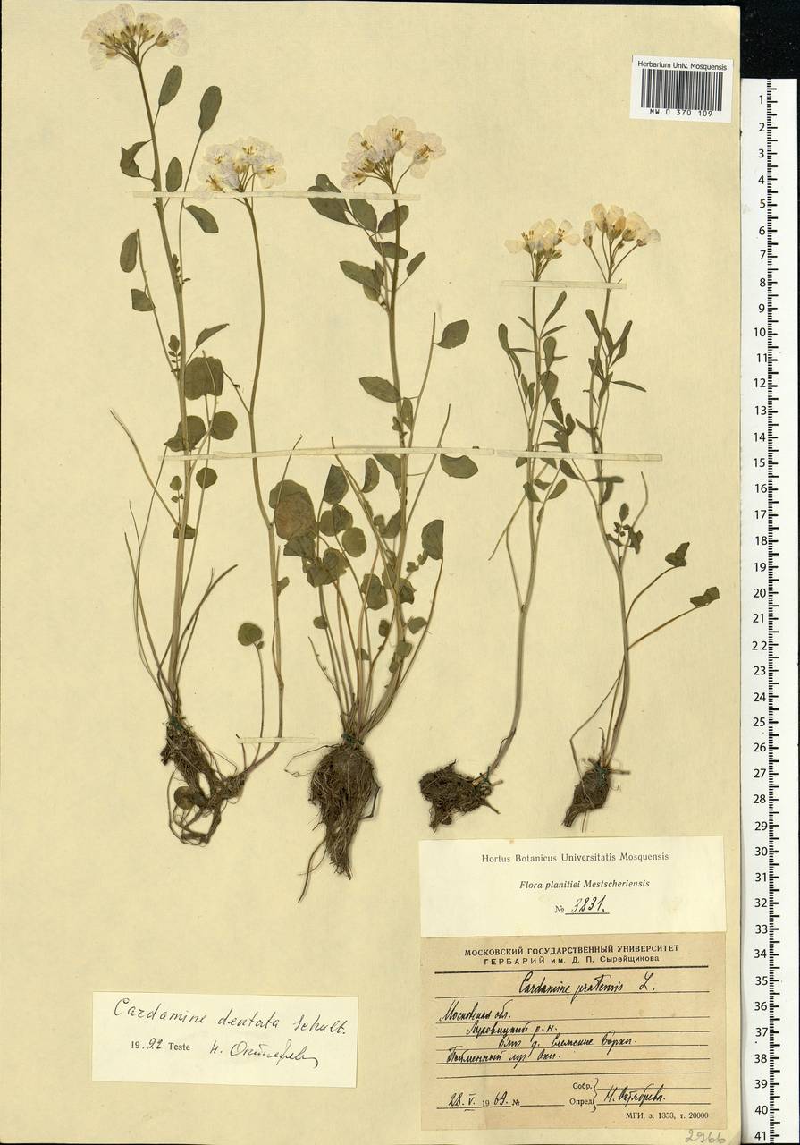 Cardamine pratensis subsp. dentata (Schult.) Čelak., Eastern Europe, Moscow region (E4a) (Russia)