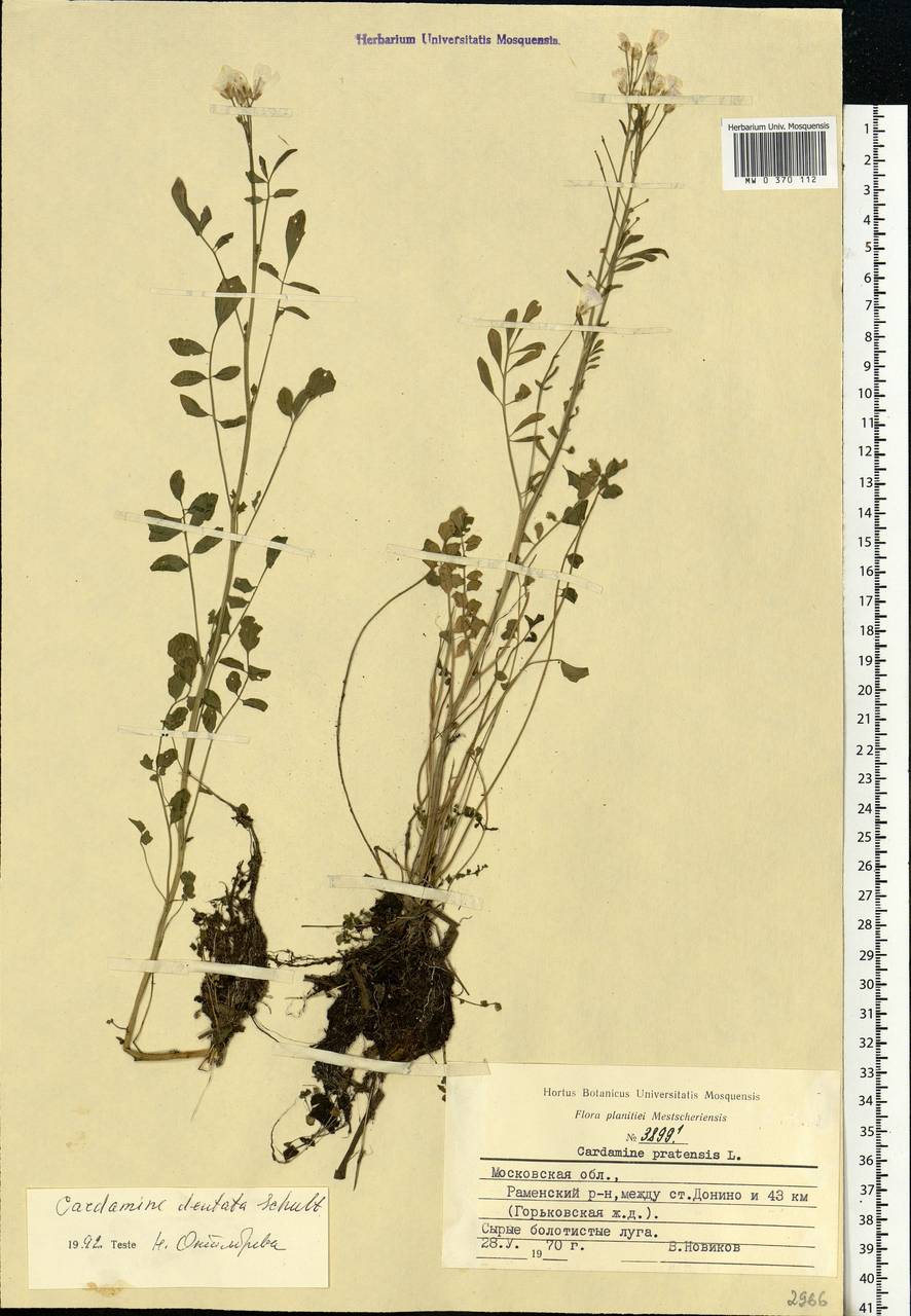 Cardamine pratensis subsp. dentata (Schult.) Čelak., Eastern Europe, Moscow region (E4a) (Russia)