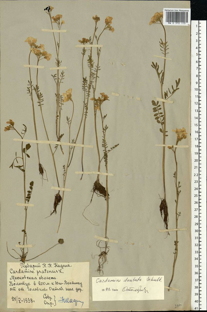 Cardamine pratensis subsp. dentata (Schult.) Čelak., Eastern Europe, Moscow region (E4a) (Russia)