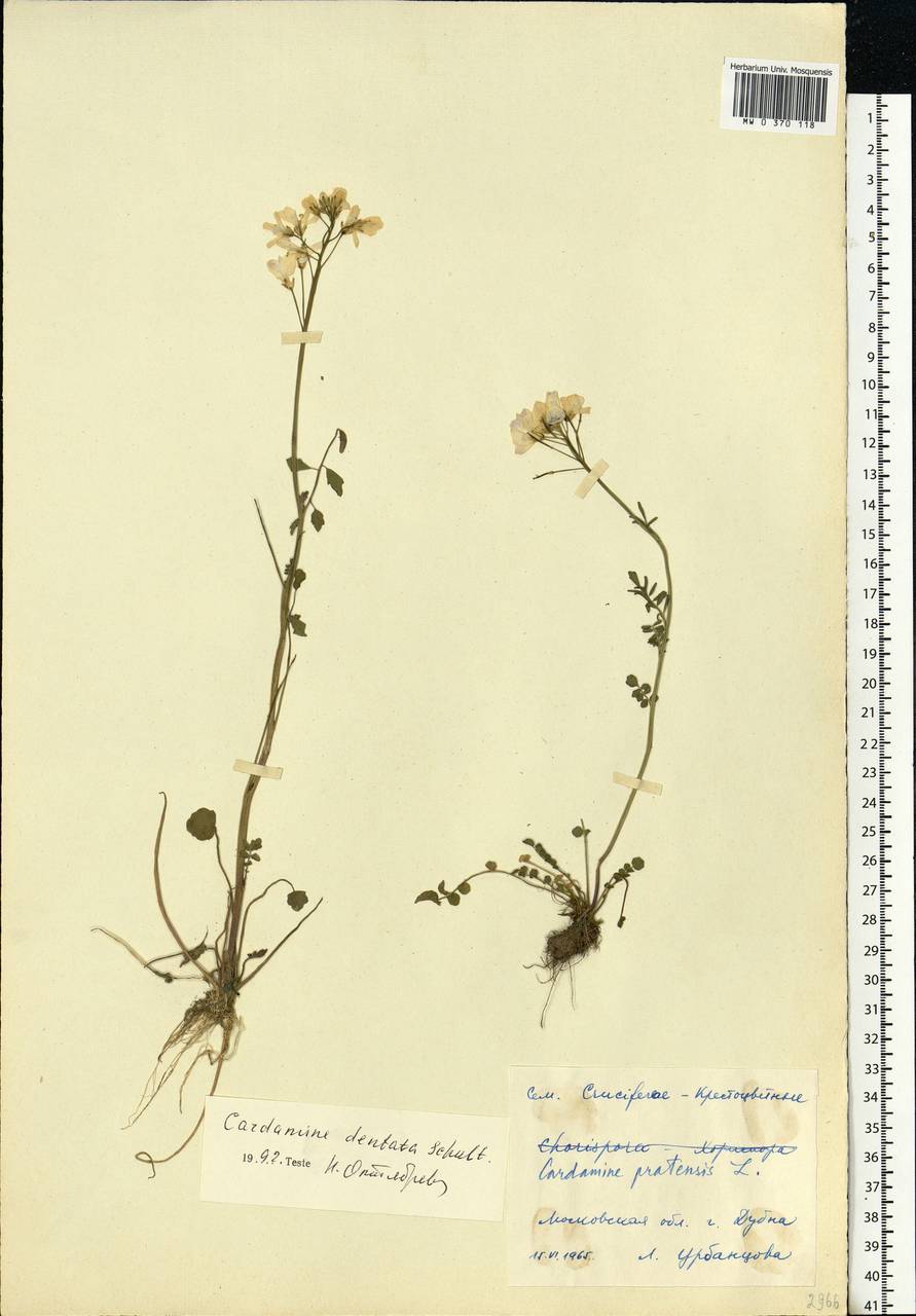 Cardamine pratensis subsp. dentata (Schult.) Čelak., Eastern Europe, Moscow region (E4a) (Russia)