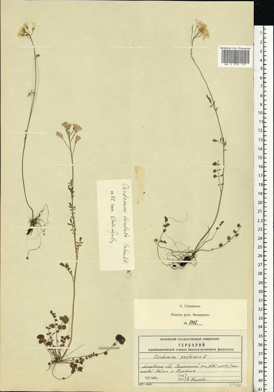 Cardamine pratensis subsp. dentata (Schult.) Celak., Eastern Europe, Moscow region (E4a) (Russia)