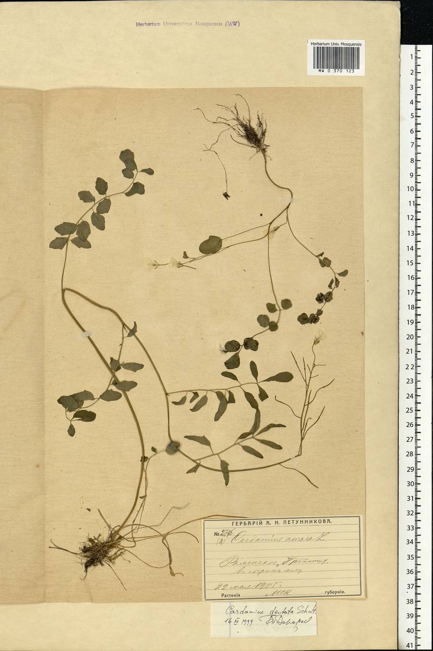 Cardamine pratensis subsp. dentata (Schult.) Celak., Eastern Europe, Moscow region (E4a) (Russia)