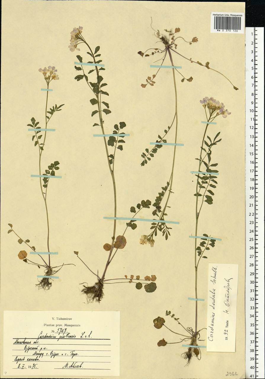 Cardamine pratensis subsp. dentata (Schult.) Čelak., Eastern Europe, Moscow region (E4a) (Russia)