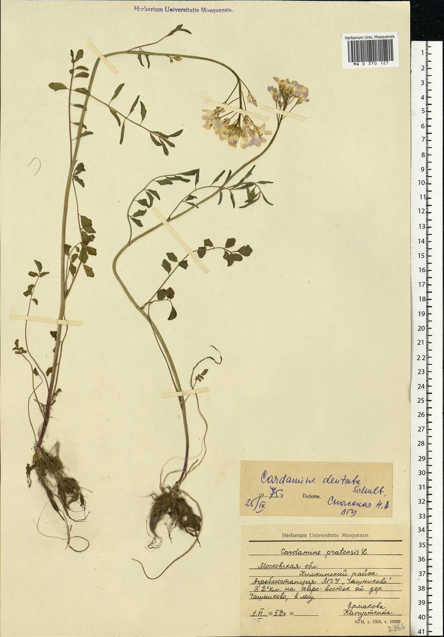 Cardamine pratensis subsp. dentata (Schult.) Čelak., Eastern Europe, Moscow region (E4a) (Russia)
