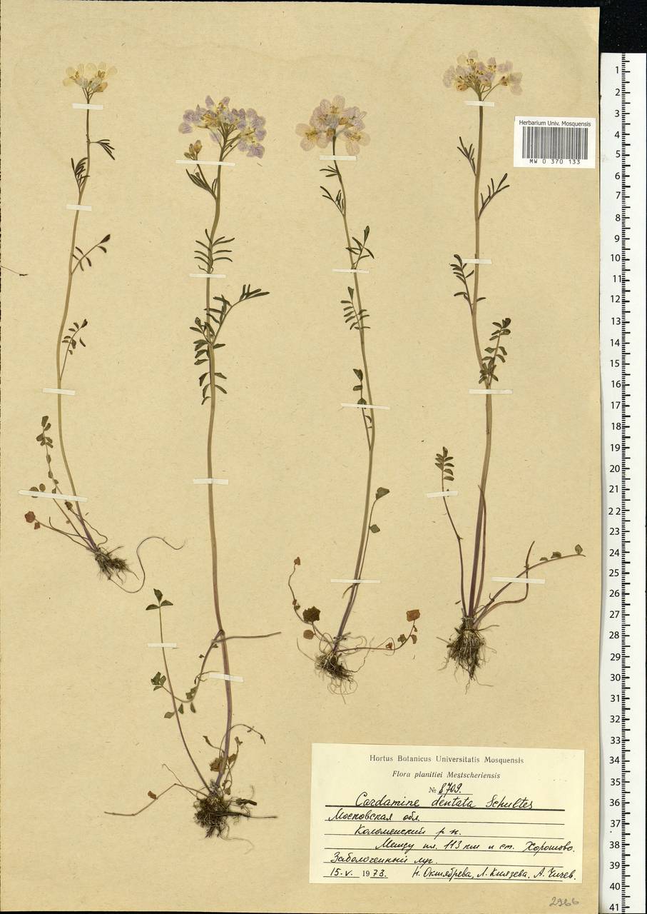 Cardamine pratensis subsp. dentata (Schult.) Celak., Eastern Europe, Moscow region (E4a) (Russia)