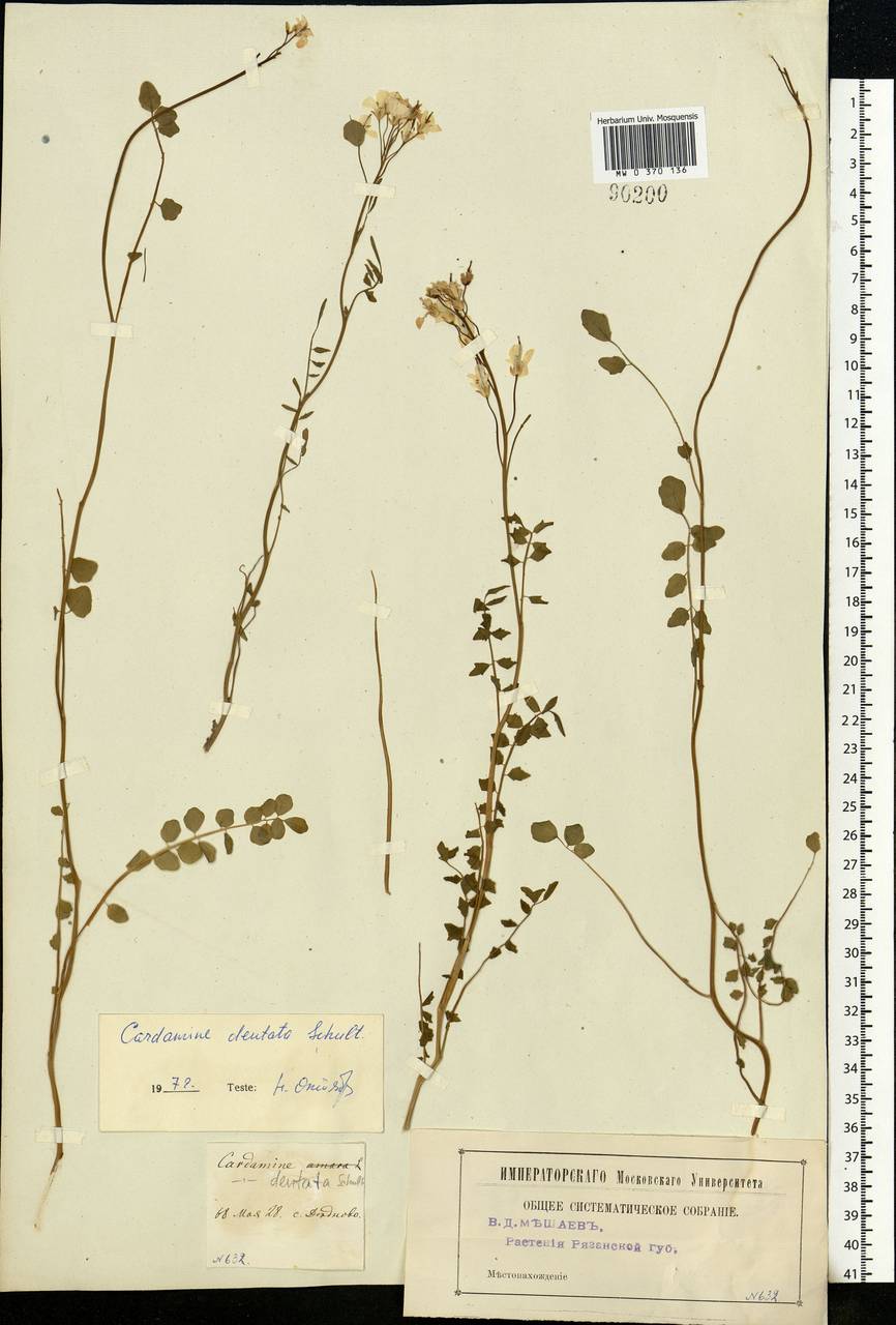Cardamine pratensis subsp. dentata (Schult.) Čelak., Eastern Europe, Moscow region (E4a) (Russia)
