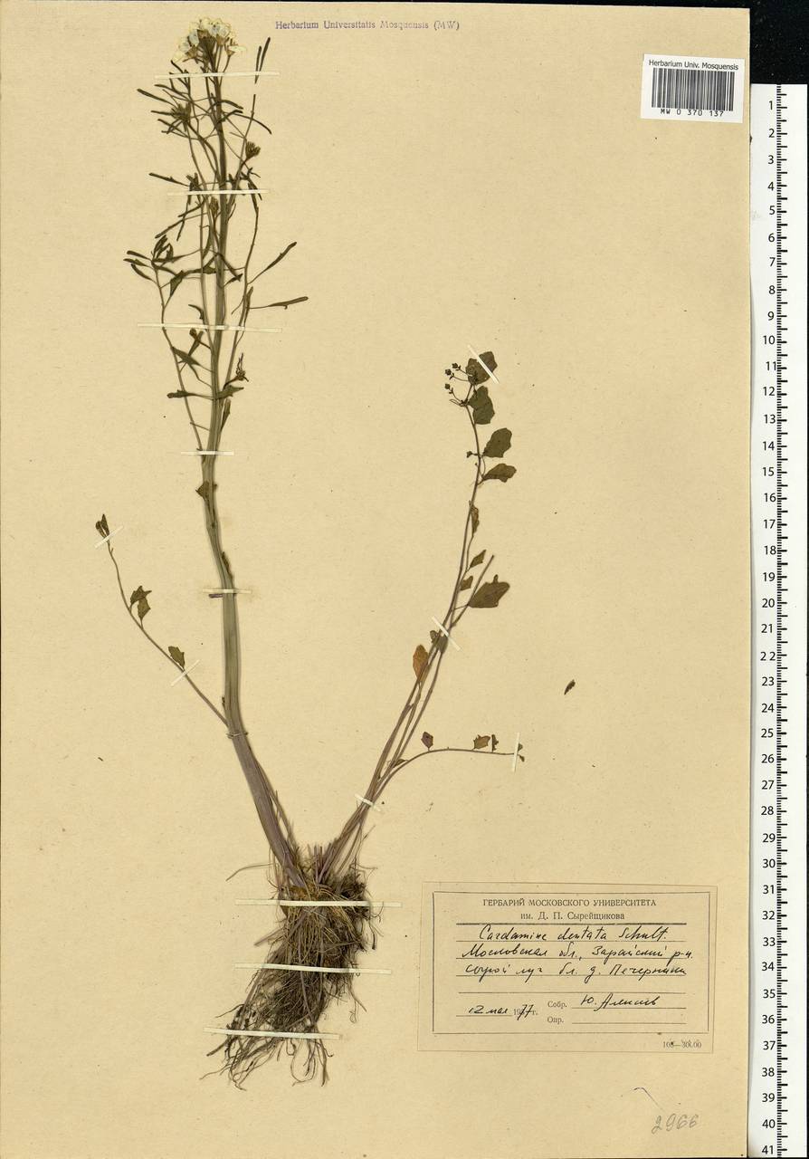 Cardamine pratensis subsp. dentata (Schult.) Čelak., Eastern Europe, Moscow region (E4a) (Russia)