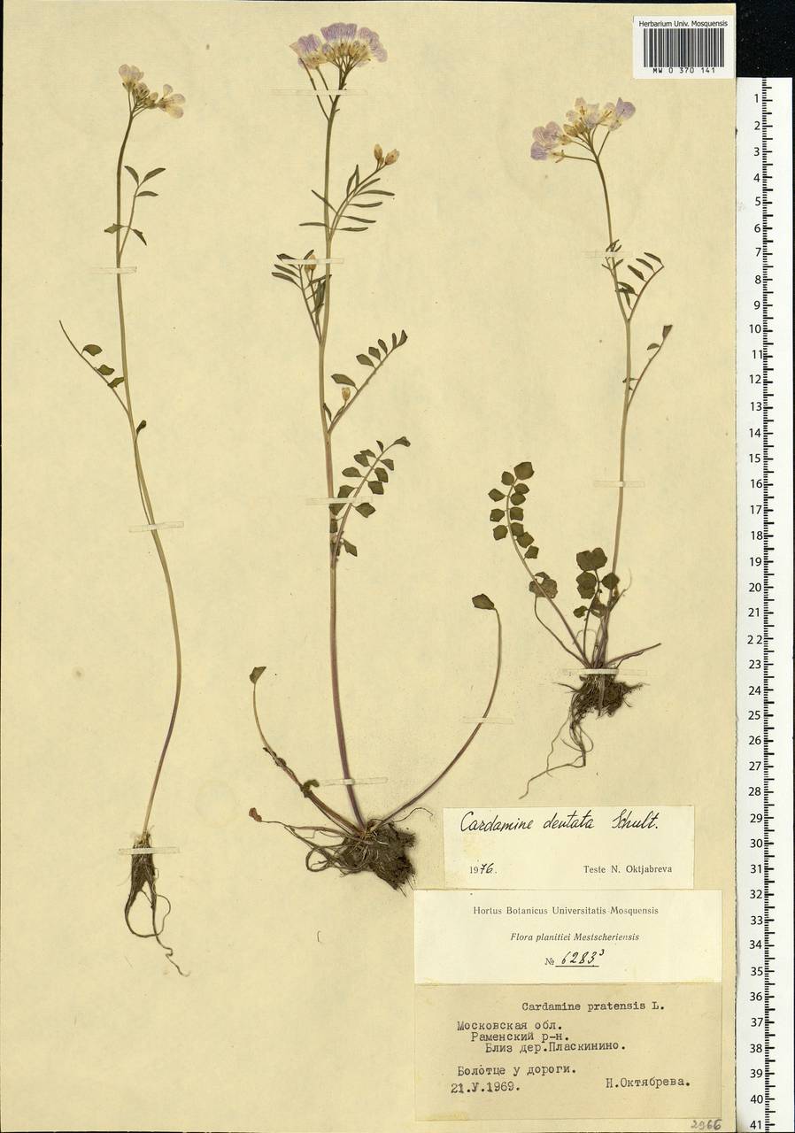 Cardamine pratensis subsp. dentata (Schult.) Celak., Eastern Europe, Moscow region (E4a) (Russia)