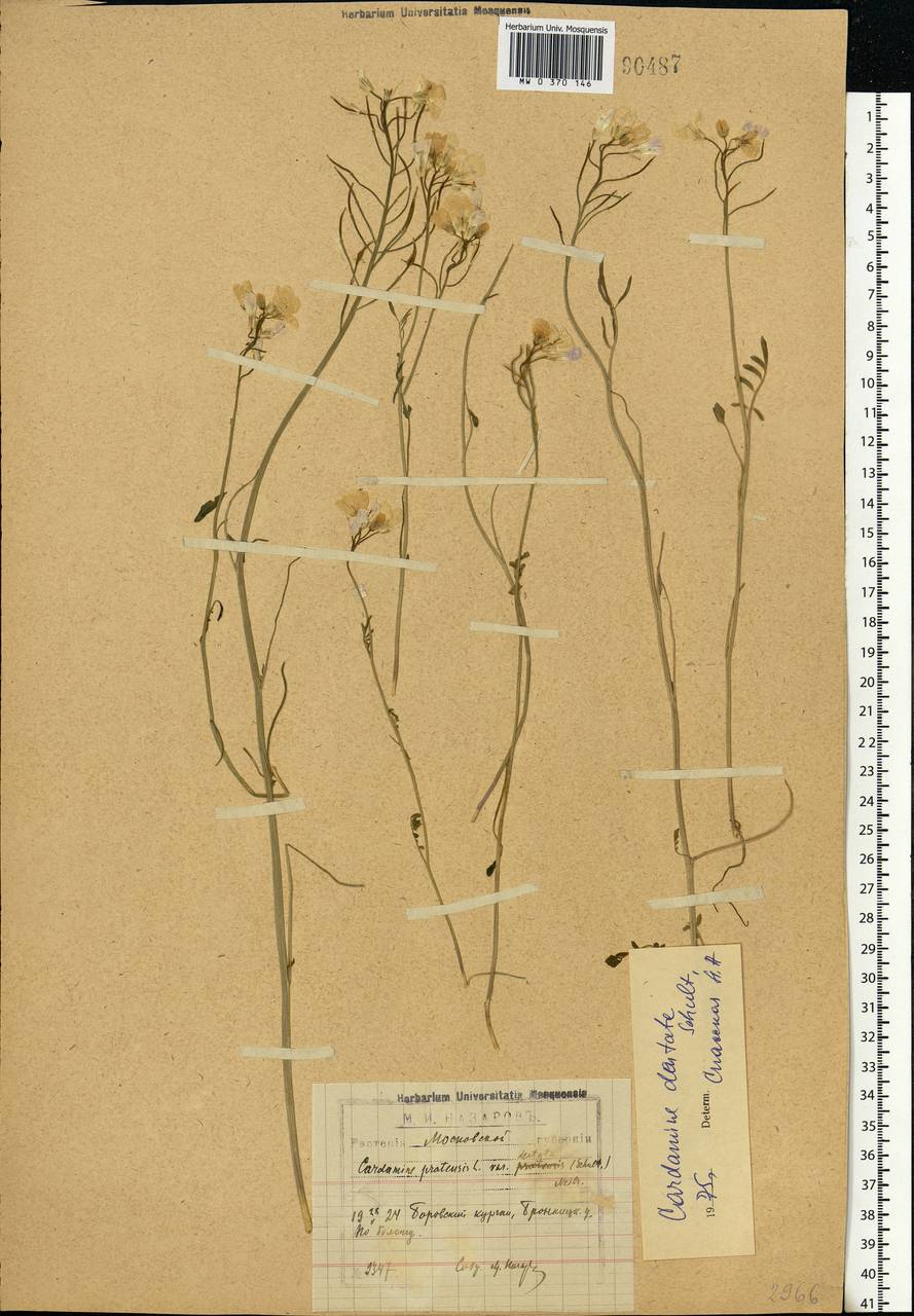 Cardamine pratensis subsp. dentata (Schult.) Celak., Eastern Europe, Moscow region (E4a) (Russia)