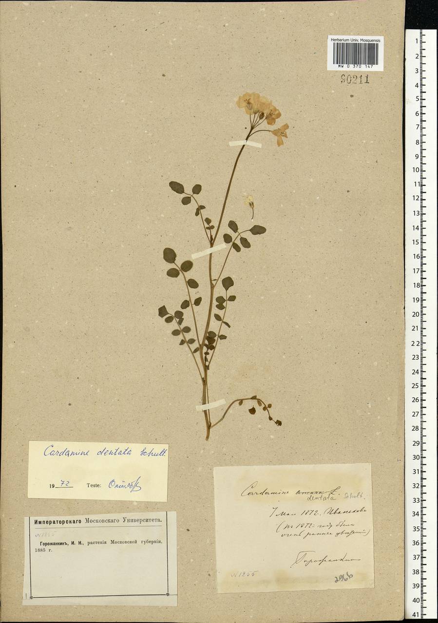 Cardamine pratensis subsp. dentata (Schult.) Čelak., Eastern Europe, Moscow region (E4a) (Russia)