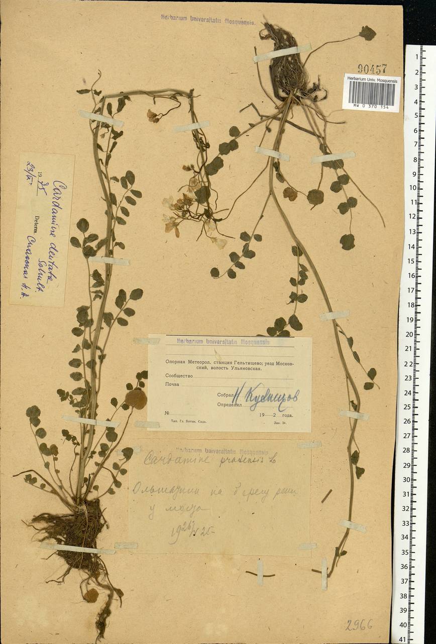 Cardamine pratensis subsp. dentata (Schult.) Čelak., Eastern Europe, Moscow region (E4a) (Russia)