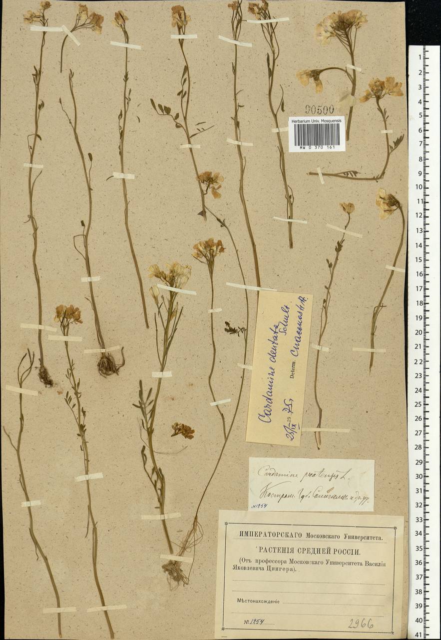Cardamine pratensis subsp. dentata (Schult.) Celak., Eastern Europe, Central forest region (E5) (Russia)