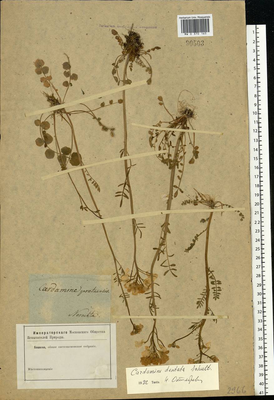 Cardamine pratensis subsp. dentata (Schult.) Celak., Eastern Europe, Central forest region (E5) (Russia)