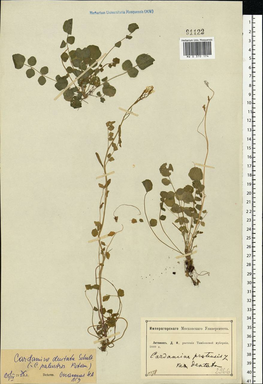 Cardamine pratensis subsp. dentata (Schult.) Čelak., Eastern Europe, Central forest-and-steppe region (E6) (Russia)