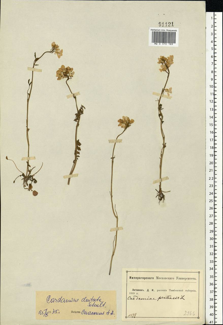 Cardamine pratensis subsp. dentata (Schult.) Čelak., Eastern Europe, Central forest-and-steppe region (E6) (Russia)