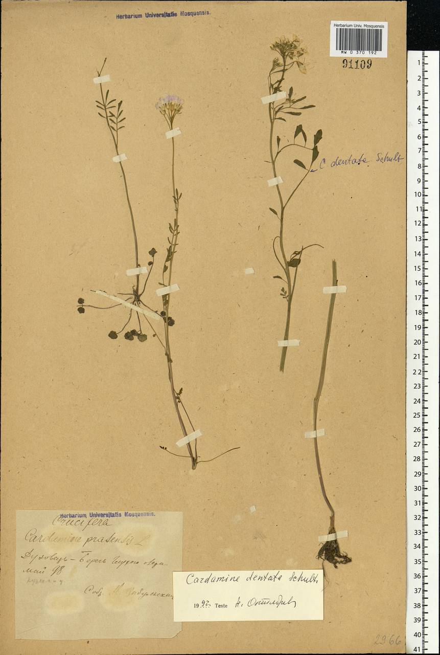 Cardamine pratensis subsp. dentata (Schult.) Celak., Eastern Europe, Central forest-and-steppe region (E6) (Russia)