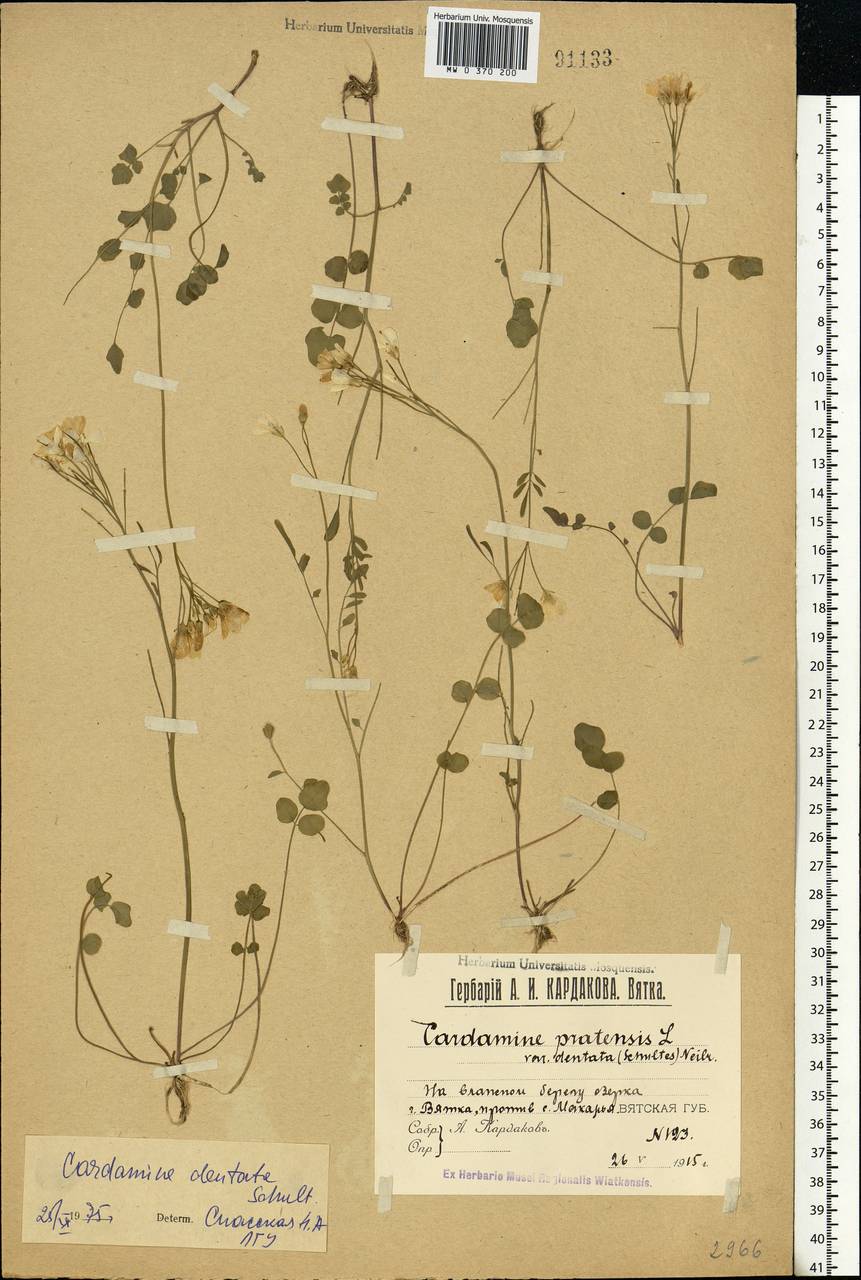 Cardamine pratensis subsp. dentata (Schult.) Čelak., Eastern Europe, Volga-Kama region (E7) (Russia)