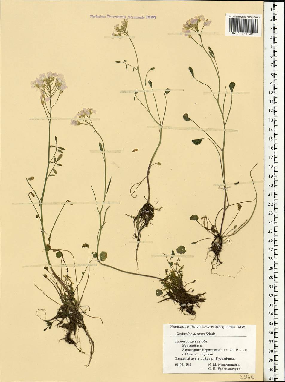 Cardamine pratensis subsp. dentata (Schult.) Čelak., Eastern Europe, Volga-Kama region (E7) (Russia)