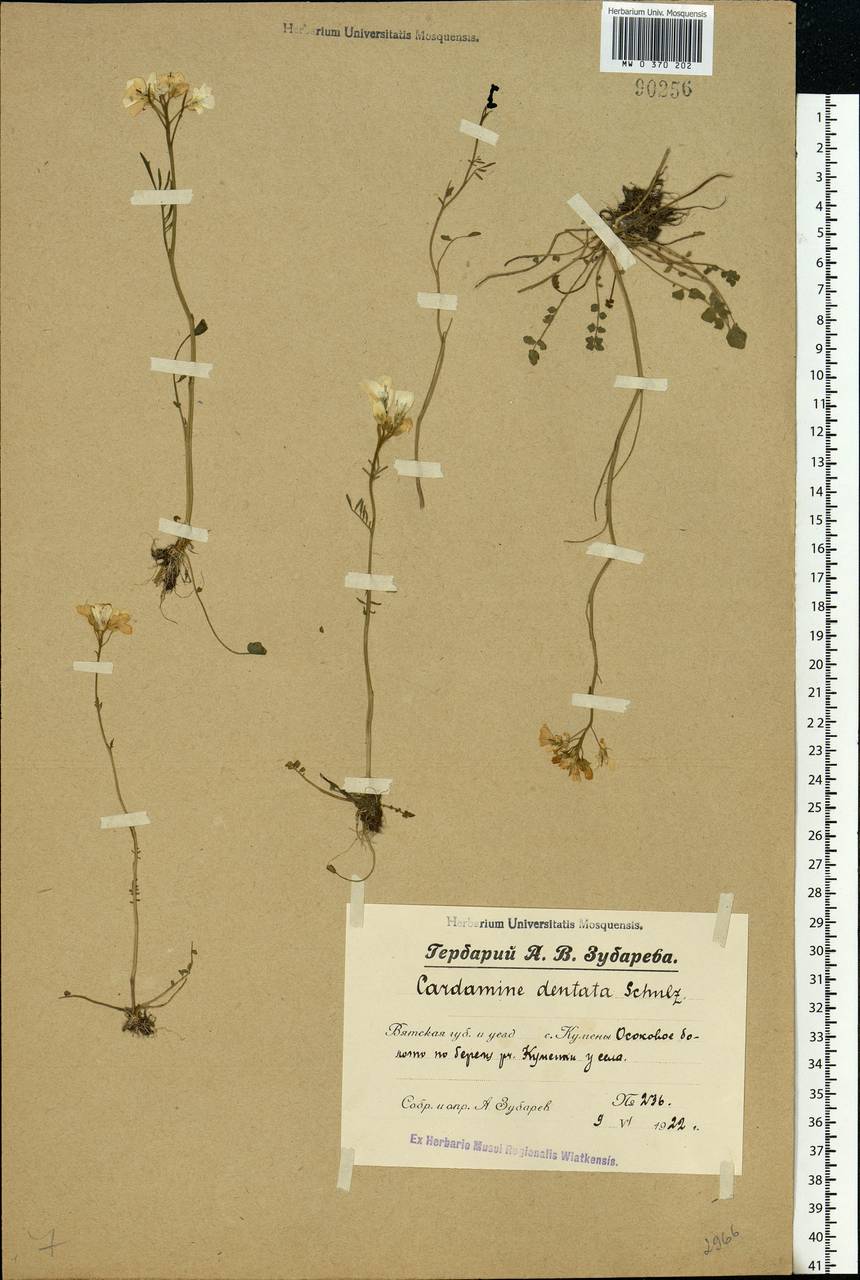 Cardamine pratensis subsp. dentata (Schult.) Čelak., Eastern Europe, Volga-Kama region (E7) (Russia)