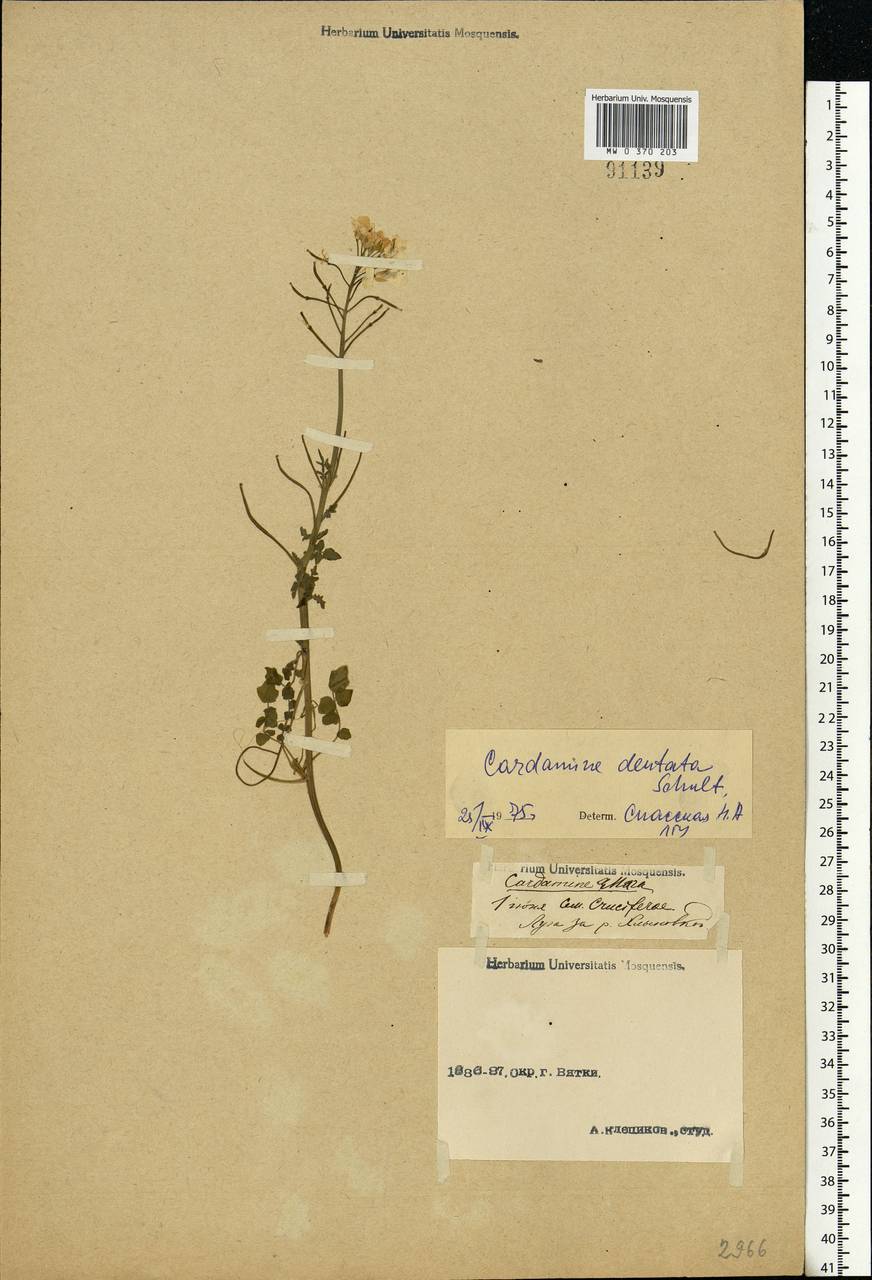 Cardamine pratensis subsp. dentata (Schult.) Celak., Eastern Europe, Volga-Kama region (E7) (Russia)