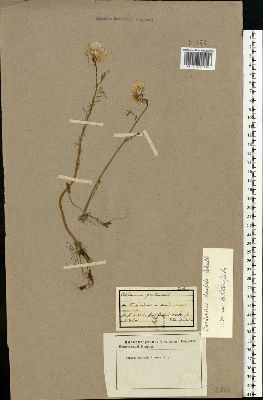 Cardamine pratensis subsp. dentata (Schult.) Celak., Eastern Europe, Eastern region (E10) (Russia)