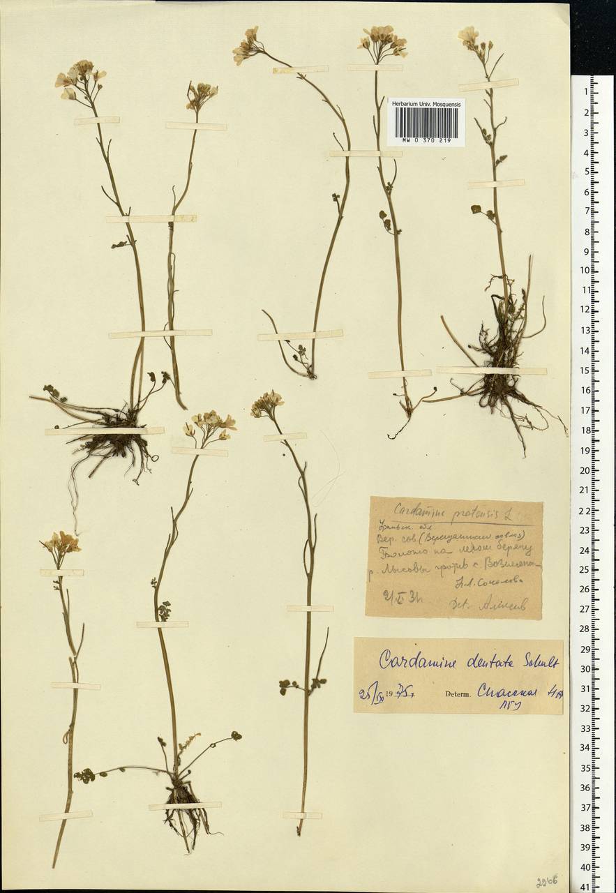 Cardamine pratensis subsp. dentata (Schult.) Čelak., Eastern Europe, Eastern region (E10) (Russia)