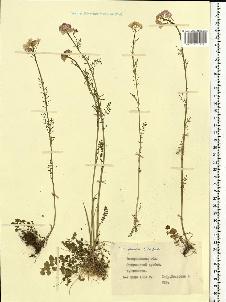 Cardamine pratensis subsp. dentata (Schult.) Čelak., Eastern Europe, West Ukrainian region (E13) (Ukraine)