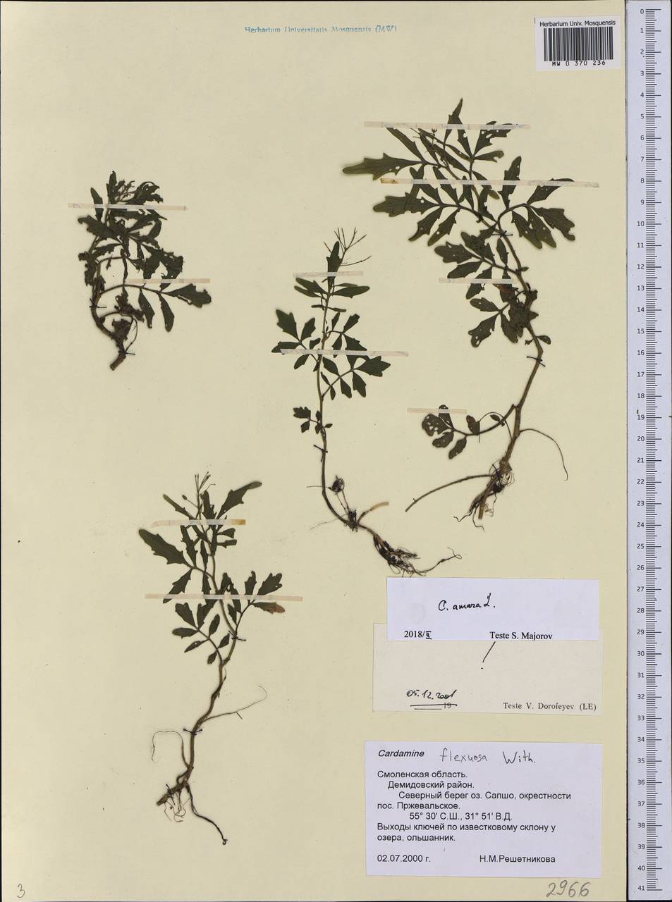 Cardamine amara L., Eastern Europe, Western region (E3) (Russia)