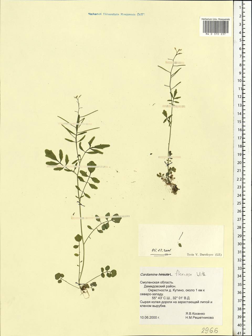 Cardamine flexuosa With., Eastern Europe, Western region (E3) (Russia)