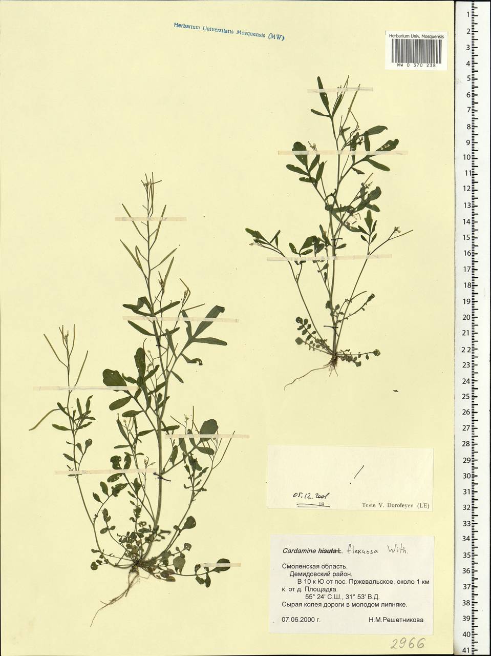Cardamine flexuosa With., Eastern Europe, Western region (E3) (Russia)