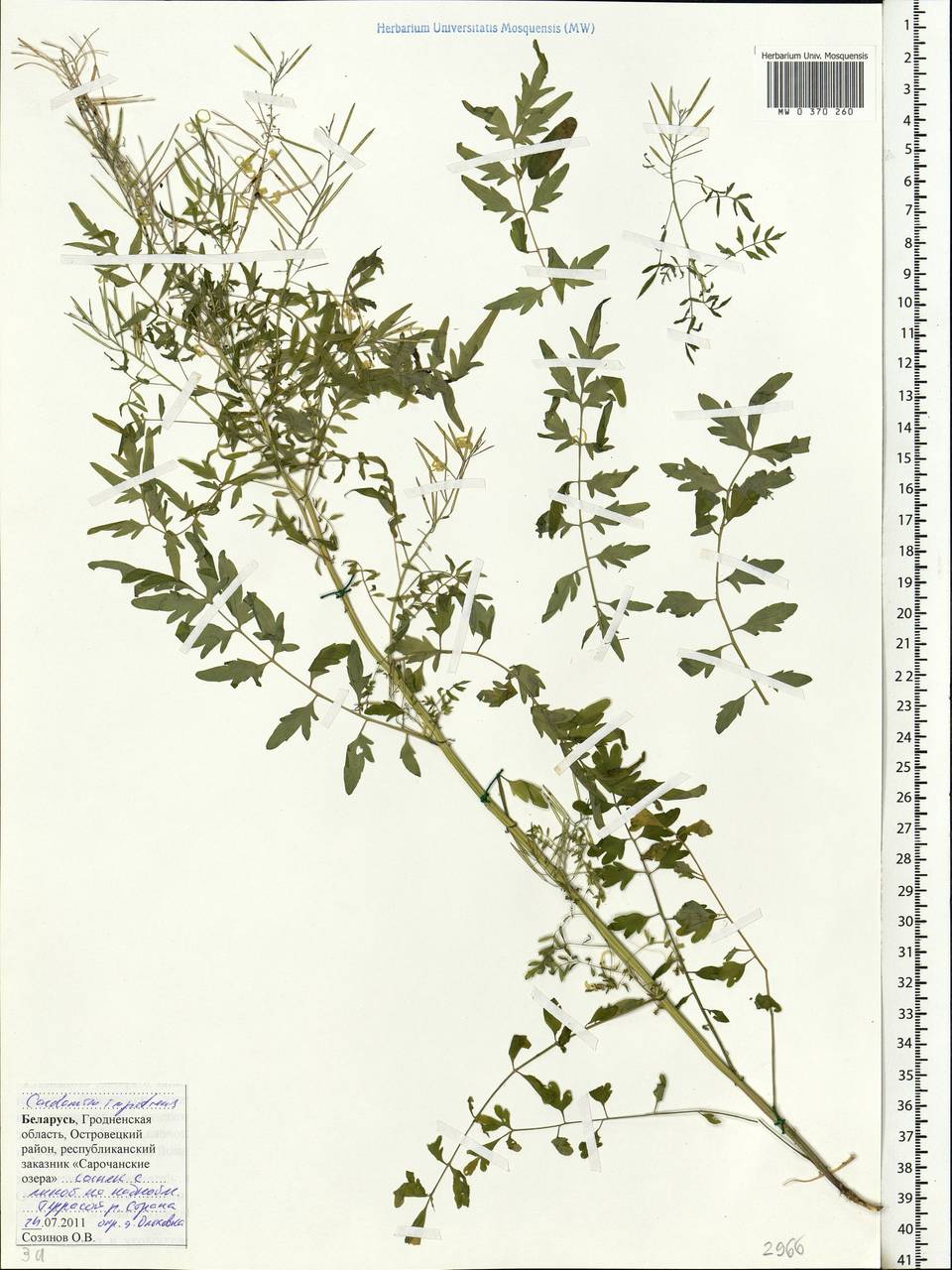 Cardamine impatiens L., Eastern Europe, Belarus (E3a) (Belarus)