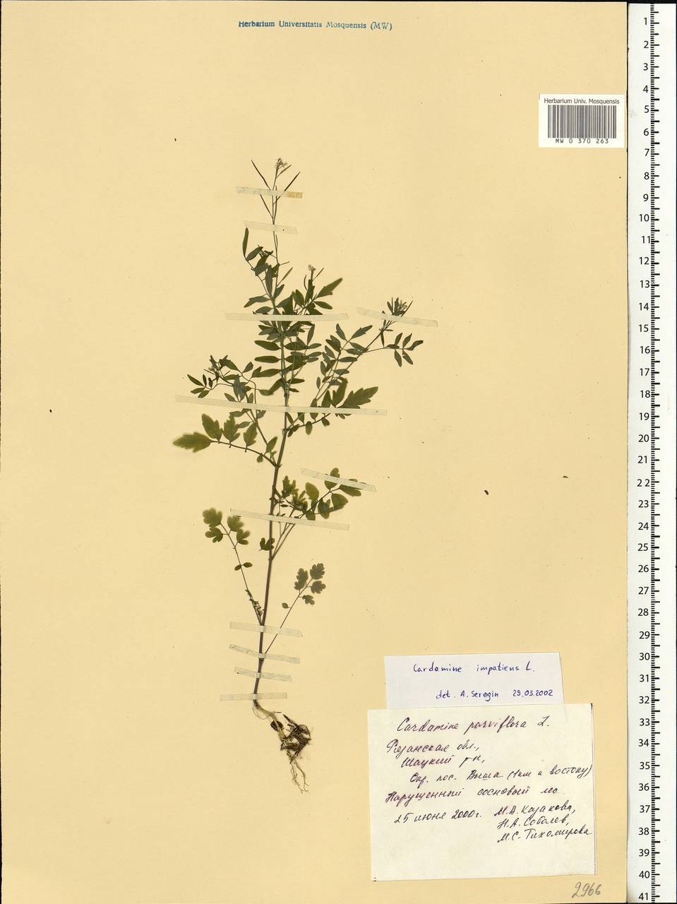Cardamine impatiens L., Eastern Europe, Central region (E4) (Russia)