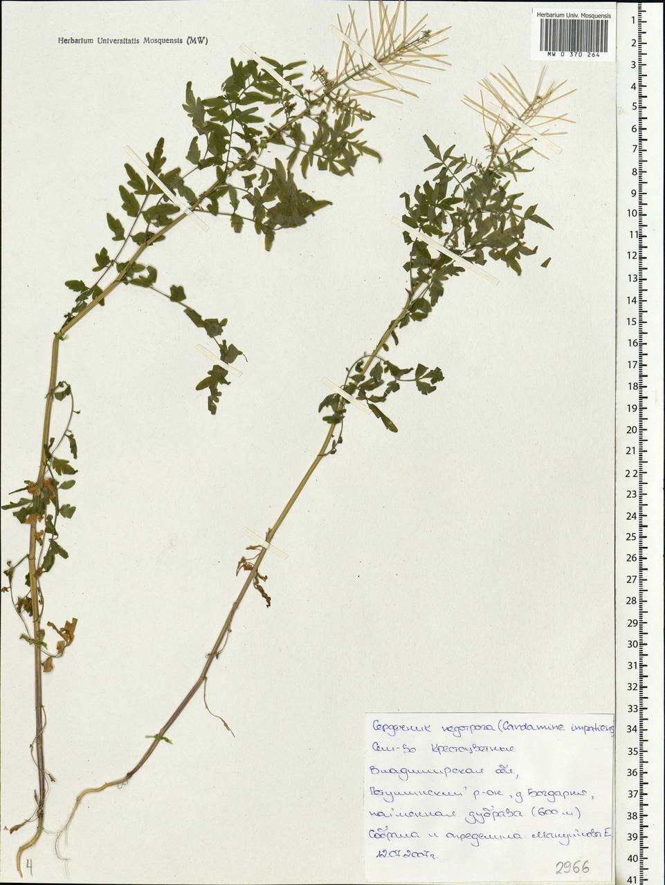 Cardamine impatiens L., Eastern Europe, Central region (E4) (Russia)