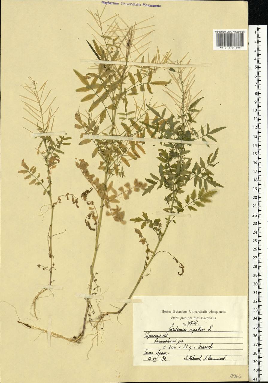 Cardamine impatiens L., Eastern Europe, Central region (E4) (Russia)