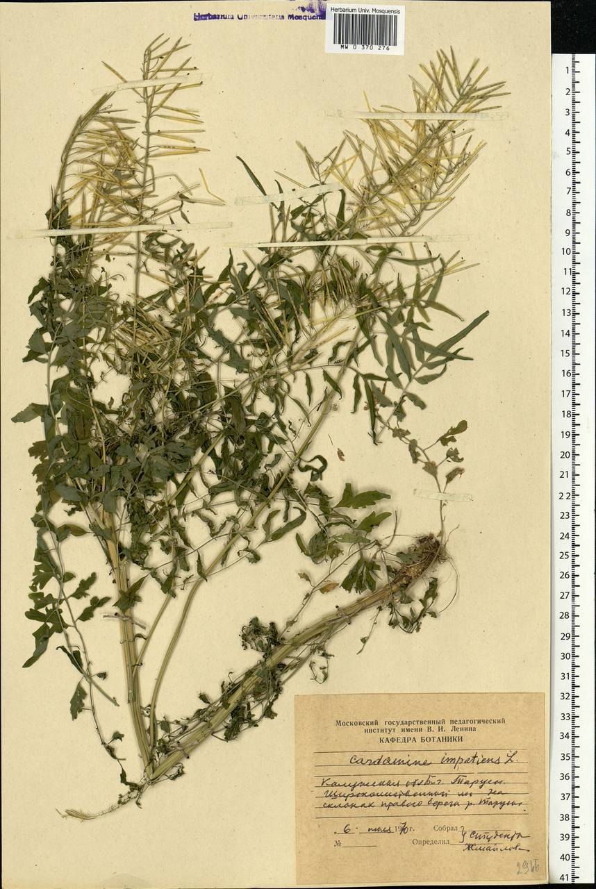 Cardamine impatiens L., Eastern Europe, Central region (E4) (Russia)