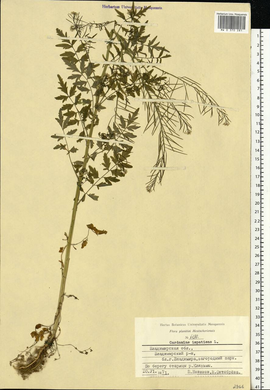 Cardamine impatiens L., Eastern Europe, Central region (E4) (Russia)