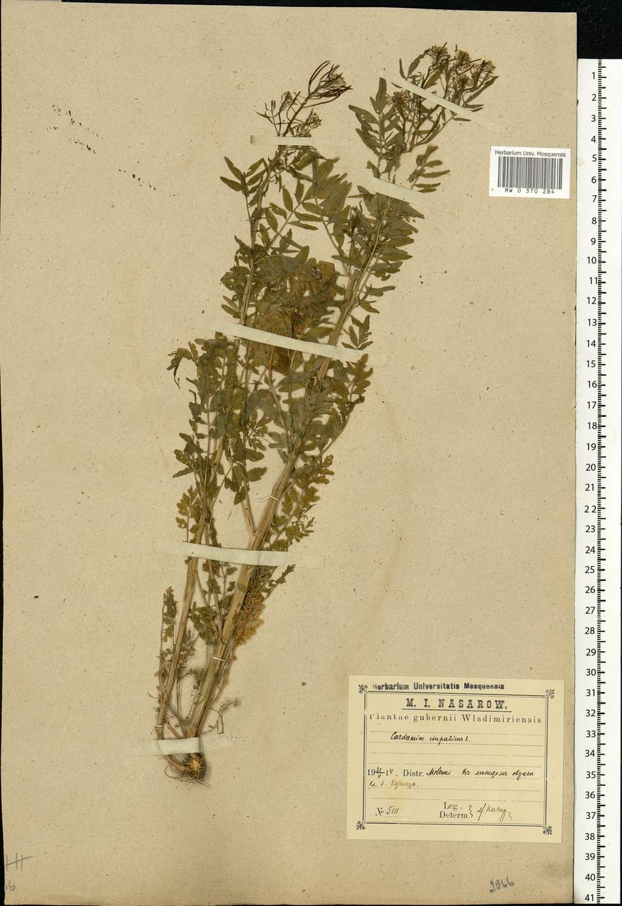 Cardamine impatiens L., Eastern Europe, Central region (E4) (Russia)