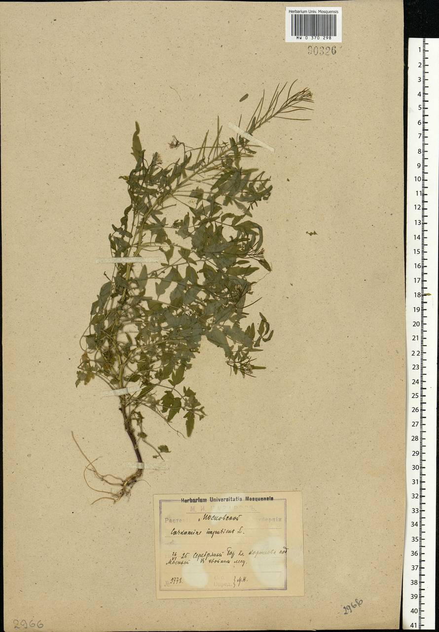 Cardamine impatiens L., Eastern Europe, Moscow region (E4a) (Russia)