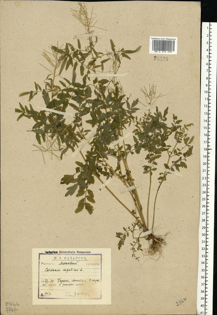 Cardamine impatiens L., Eastern Europe, Moscow region (E4a) (Russia)