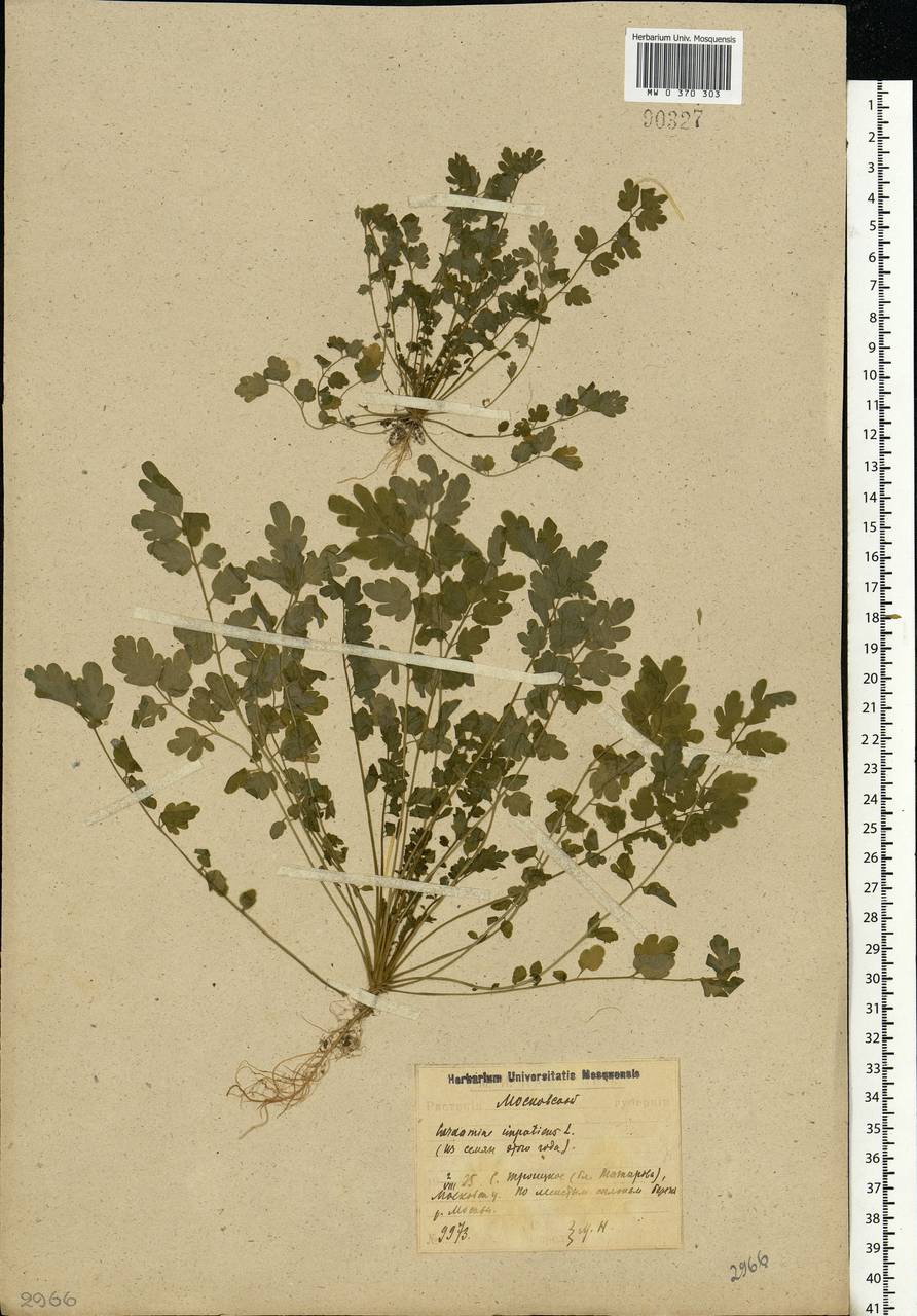 Cardamine impatiens L., Eastern Europe, Moscow region (E4a) (Russia)