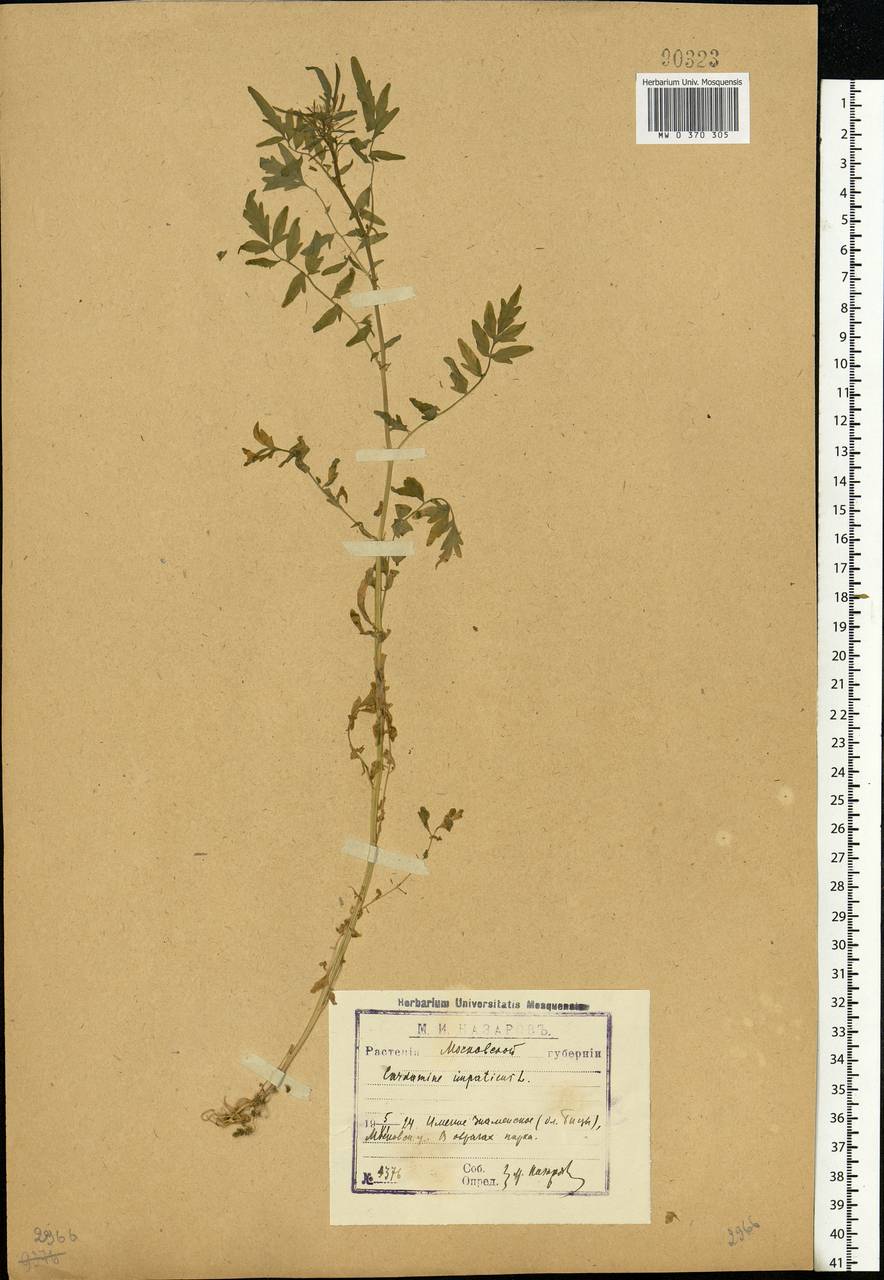 Cardamine impatiens L., Eastern Europe, Moscow region (E4a) (Russia)
